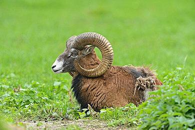 《真女神转生5》恶魔介绍：希腊花神纳西瑟斯